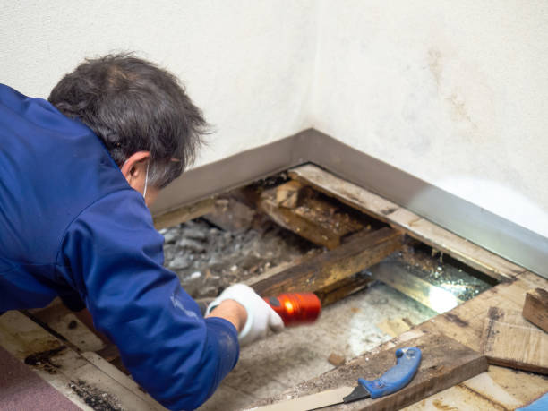 Best Emergency Mold Remediation in Leith Hatfield, PA